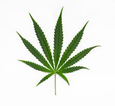 The Cannabis Chronicles Part 1